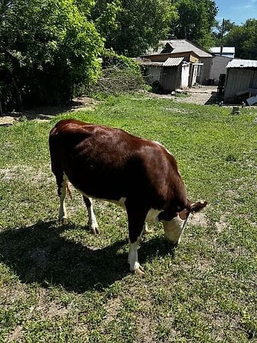 буки: Продаю | Тёлка | Герефорд | На откорм | Привязанные — 2