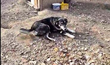 отдам щенят в добрые руки: СРОЧНО ДАРОМ!Пристраиваем девочку спасенную от отстрела, может быть — 3