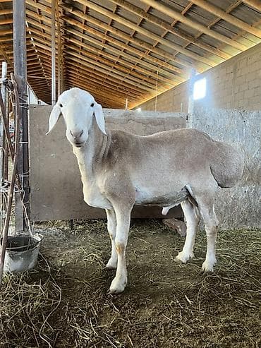 бройлер яйцо: Продаю | Баран (самец) | Для разведения | Племенные — 2