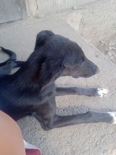 собака бишон: Щенки метисы среднего размера. Описание: - Возраст визуально — — 2