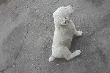 собаки малинуа: Алабай, 2 месяца, Самка, С прививкой — 4