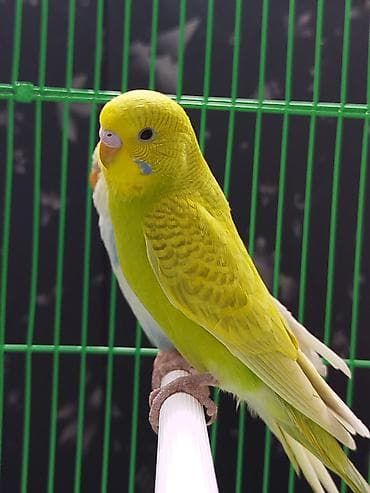 попугай жако цена бишкек: Ассаламу алейкум Папугайлар пара🦜 сатылат! Клеткасы+корм менен✅ — 1