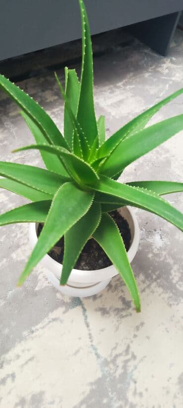 зерно на посев: Алое добротный за 700 — 1