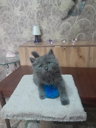 манчкин кошка: Отдадим котят только в добрые руки !! — 2