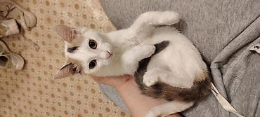 Кошки: Кошка даром: Беспородная, 4 месяца, Девочка — 5