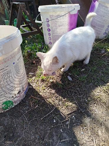 котята балыкчы: Беспородная, 2 месяца, Девочка, Белый, Проглистована — 7