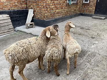 Ветеринар кызматы: Сатам | Козу | Көбөйтүү үчүн — 3