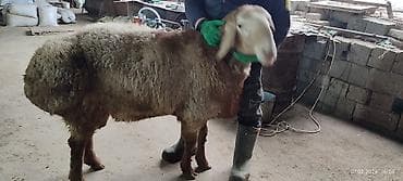 турецкий кангал цена: Продаю | Баран (самец) | Арашан | Для разведения | Племенные — 5