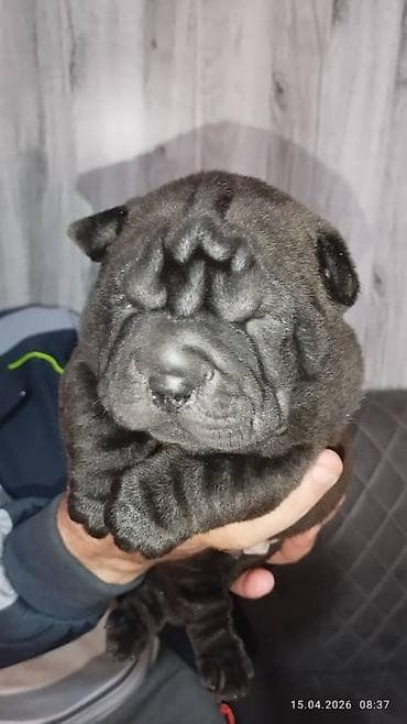 сенбернар цена бишкек: Щенки шарпея - Окрас: черный и голубой - Цена: договорная Плюшевые — 3