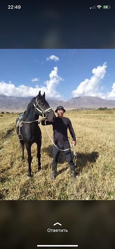 Продаю | Конь (самец) | Рабочий — 4