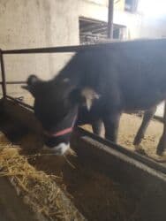 продажа французских бульдогов: Продаю | Тёлка | Швицкая | Для разведения, Для молока | Не стельные — 4