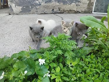 для крыс: Бесплатно котята от нашей кошки СУПЕР-ОХОТНИЦЫ. Кошка ловит не только — 6