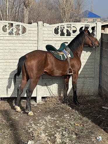 А/ч жаныбарларын сатам: Сатам | Жылкы (эркек), Тай, Байтал | Англиялык, Кара Жорго, Араб | Ат спорту | Асыл тукумдуу, Мерин, Жасалма жол менен боозутуу — 2