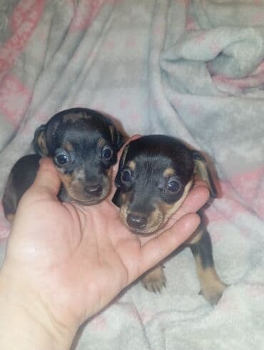 акустические системы panasonic колонка в виде собак: Такса, 1 месяц, Самка — 7