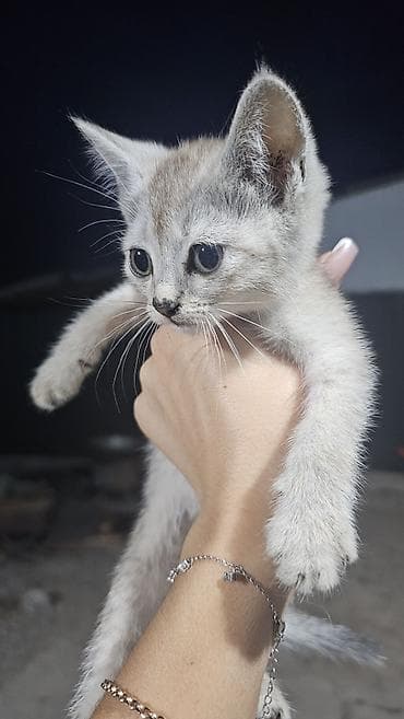 котята простые: Отдам котят в добрые руки. мама британка. игривые кушают всё — 1
