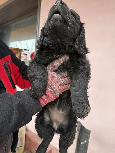 охотничьи собака: 5 замечательных Щенков ( 2 месяца ) Спаниеля (охотничья порода ) — 3