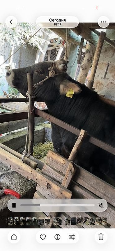 Продаю | Бык (самец) | Швицкая at lalafo.kg Продаю | Бык (самец) | Швицкая