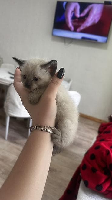 кошки милые: ОТДАДИМ БЕСПЛАТНО Котята домашние, ручные, от ласковой кошки. Разные — 7