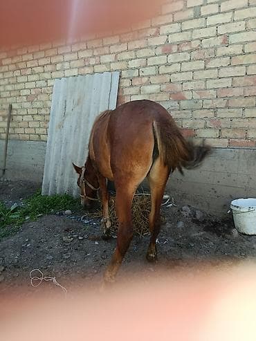 тай: Продаю | Жеребец | Рабочий — 2