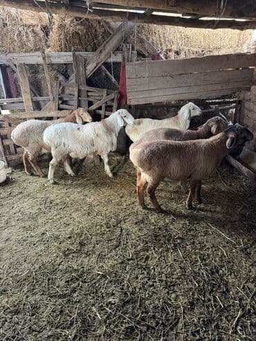 животные домашние: Козу кочкорлор 5 баш — 6