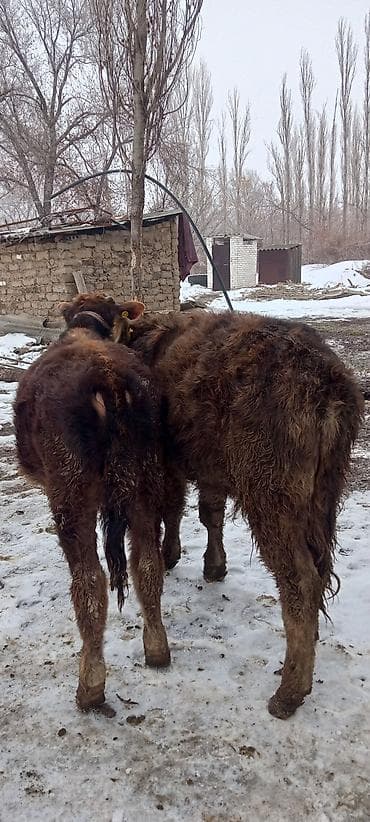 Башка жаныбарлар: Сатам | Бука (эркек) | Көбөйтүү үчүн | Байланган — 3