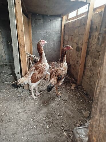 куры балыкчы: Продаю | Куры — 7
