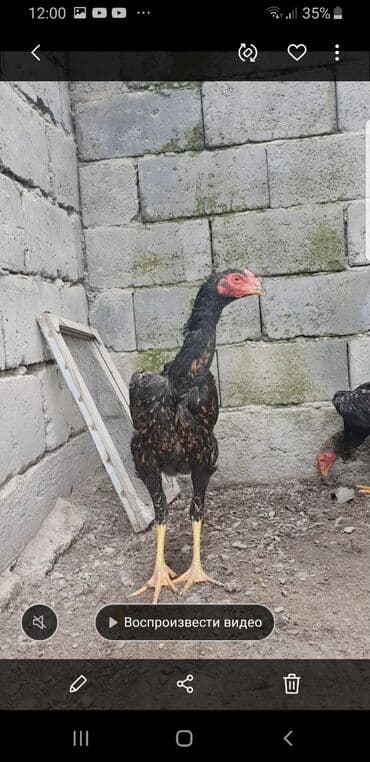 купить собаку шпица недорого: Дакан шамо петушки ( обмен не интересуют ) — 2