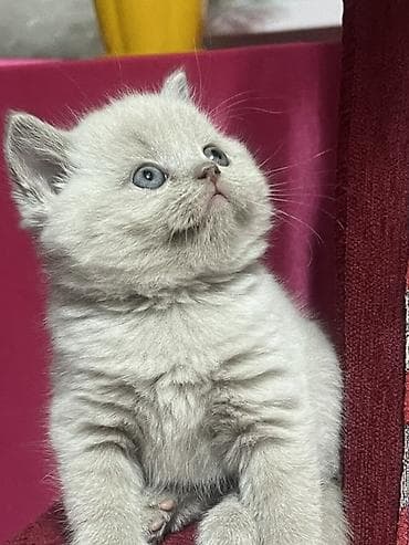 котятя: Британские короткошёрстные котята, окрас лиловый. Девочки. Приучены к — 3