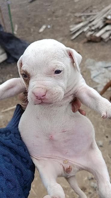 маленькие собаки: Питбуль, 1 месяц, Самка — 2