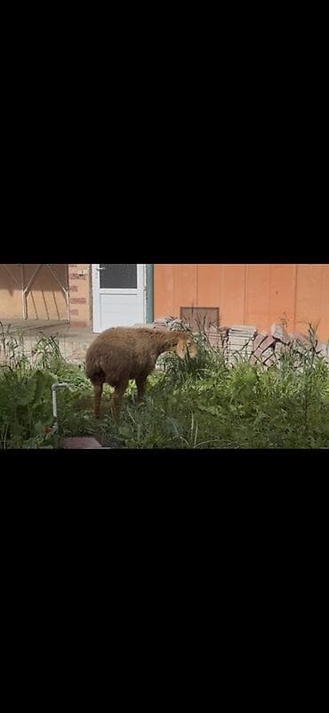 сколько стоит енот: Продаю | Овца (самка) | Арашан | Для разведения | Ярка — 3