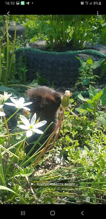 Мышыктар: Котята с вислоухими ушками от домашней кошки-скоттиш (на фото с — 8