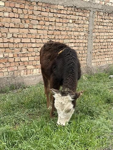 сена тук: Продаю | Музоо, торпок | Полукровка | На откорм — 2