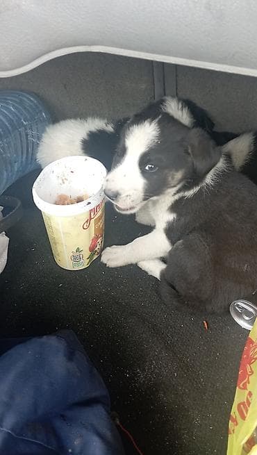 Щенки, черно-белые, метисы среднего размера . Окрас: контрастный