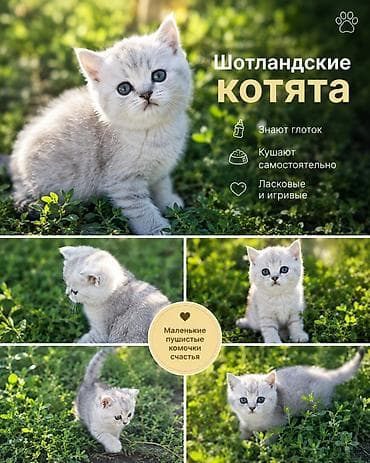 Продаю чистокровных котят породы Шотландская скоттиш Фолд и Страйт. В