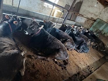 кукуруза свежий: Продаю | Бык (самец) — 1