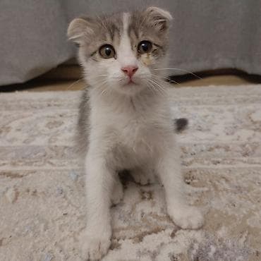вислоухие кошки: Шотландский вислоухий котёнок (Scottish Fold) отдам даром - Окрас — 2