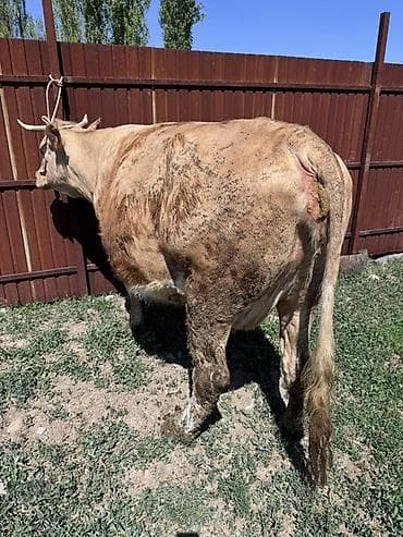 кой сатылат кара балта: Сатам | Уй (ургаачы) | Көбөйтүү үчүн | Байланган — 3