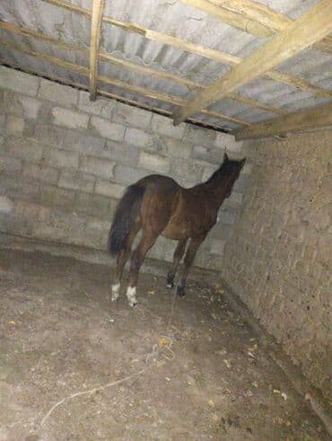 каровы кировское: Продаю | Жеребенок | Дончак | Для разведения, Рабочий, Конный спорт | Племенные — 1