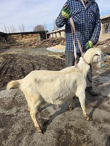 Продаю | Коза (самка) | Для молока at lalafo.kg Продаю | Коза (самка) | Для молока