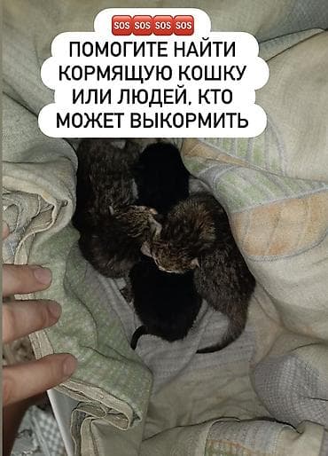 Үй жаныбарлары: Мышык бекер берилет: Породасыз, Ургаачы — 1