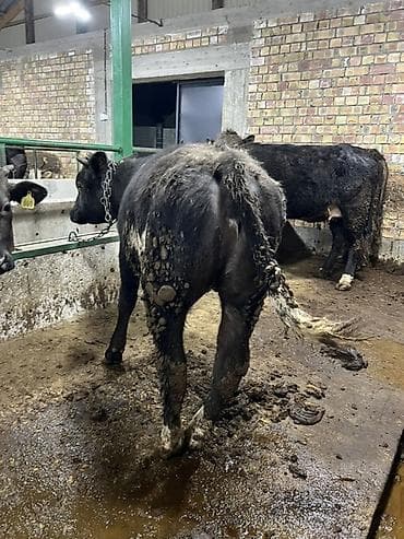 ветврач кара балта: Сатам | Уй (ургаачы) | Бельгия | Бордоп семиртүү үчүн | Байланган — 5