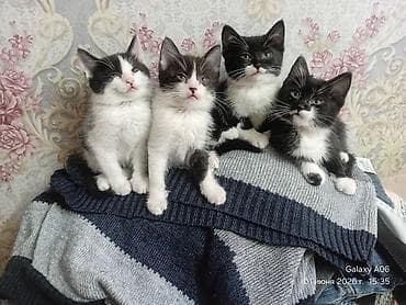 Отдам даром кошку: Отдам даром симпатичных котят. В любящие руки. Кушают всё . Приучены — 2