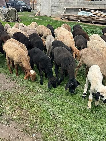 продажа домашних животных: Продаю | Овца (самка), Баран (самец) | Гиссарская, Полукровка, Меринос | На забой, Для разведения | Осеменитель, Ярка — 3