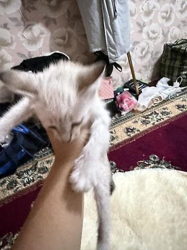 добрые руки котята: Кошка даром: Беспородная, Девочка — 2