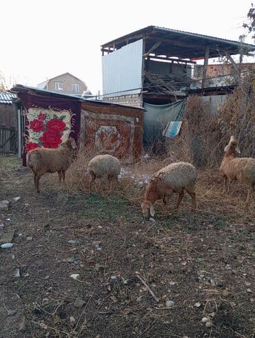 возьму собаку в добрые руки: Продаю | Овца (самка) | Для разведения — 3