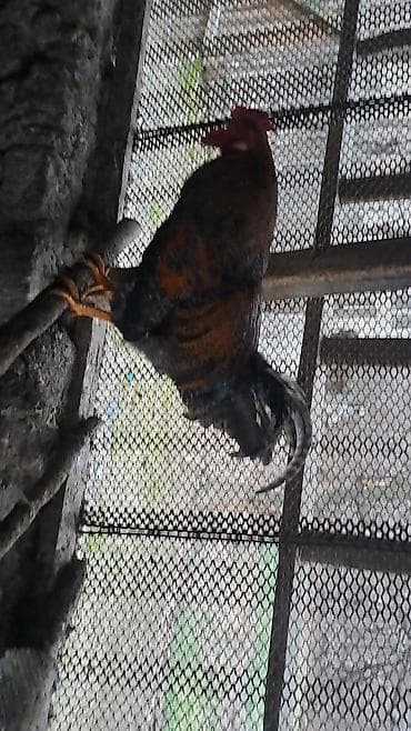 цыплята бролера: Продаю | Петух | Брама, Домашняя | Для разведения — 4