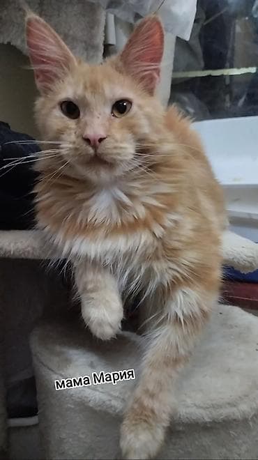 сямская кошка: Мейн-кун, 1 месяц, Мальчик — 2