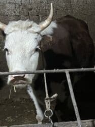 домик для животных: Сатам | Уй (ургаачы) | Симментал | Көбөйтүү үчүн | Асыл тукумдуу — 1