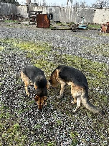 сахарный посум: Продаю щенков немецкой овчарки, село беловодское, цена окончательная — 7