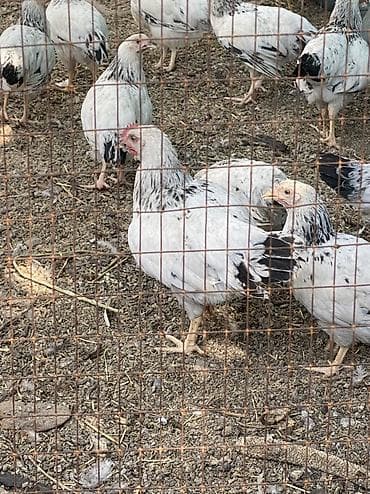 домашный куры: Продаю Петушков Адлер серебристый чистокровный им 2.5-3 месяца — 2